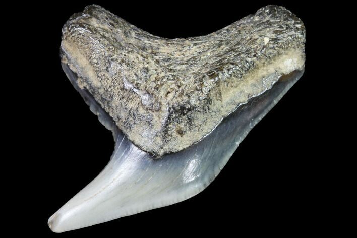 Colorful Fossil Tiger Shark (Galeocerdo) Tooth - Virginia #91839